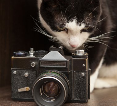 siyah ve beyaz kedi ve vintage fotoğraf makinesi