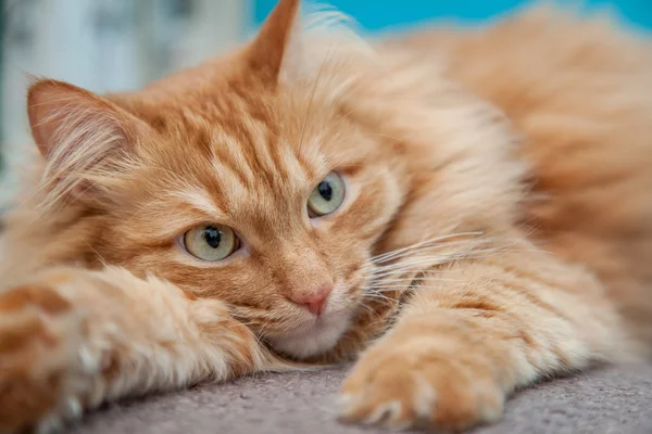 Encantador peludo jengibre gato — Foto de Stock
