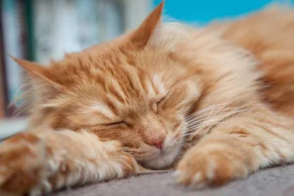 迷人的蓬松姜猫 — 图库照片