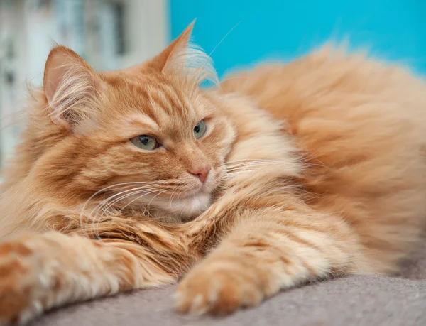 Encantador peludo jengibre gato — Foto de Stock