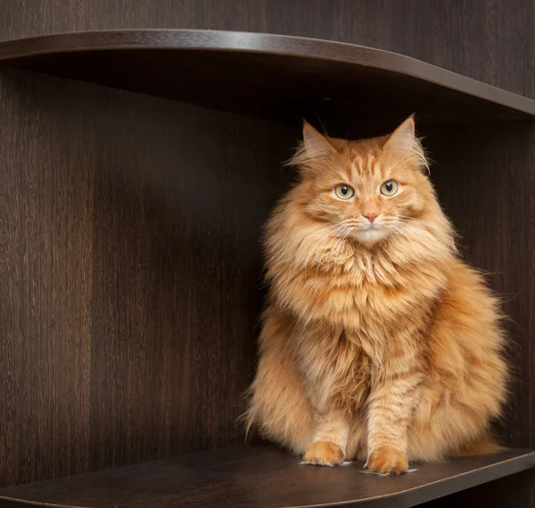 Chat assis sur une étagère — Photo