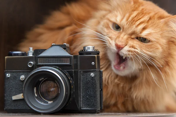 Katt och vintage fotokamera — Stock fotografie