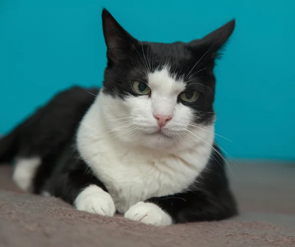 Gato preto e branco deitado — Fotografia de Stock