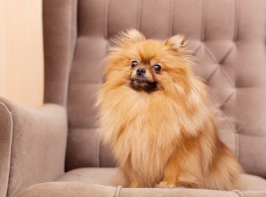 komik ve kabarık pomeranian