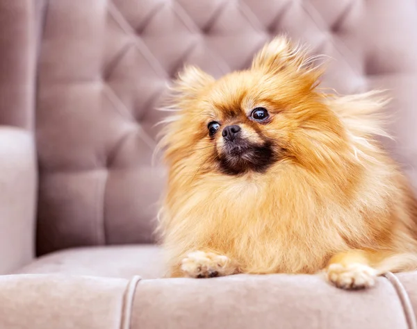 Rolig och fluffiga pomeranian — Stockfoto