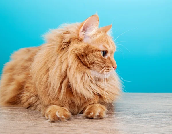 Gato de jengibre esponjoso contra pared azul —  Fotos de Stock