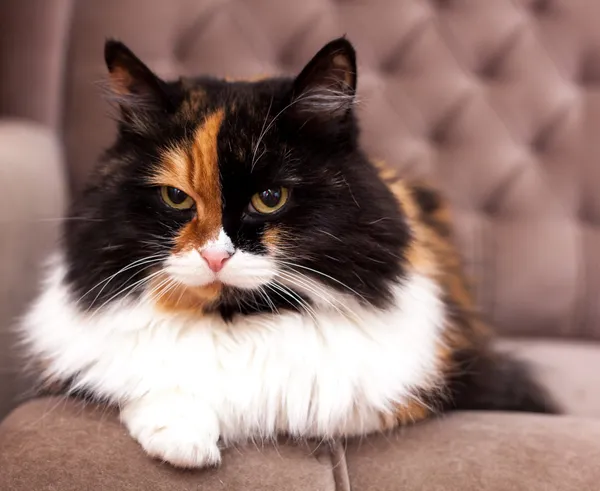 Gyönyörű trikolor macska — Stock Fotó
