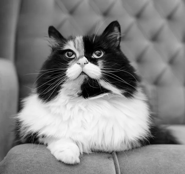 Beau chat moelleux, noir et blanc — Photo