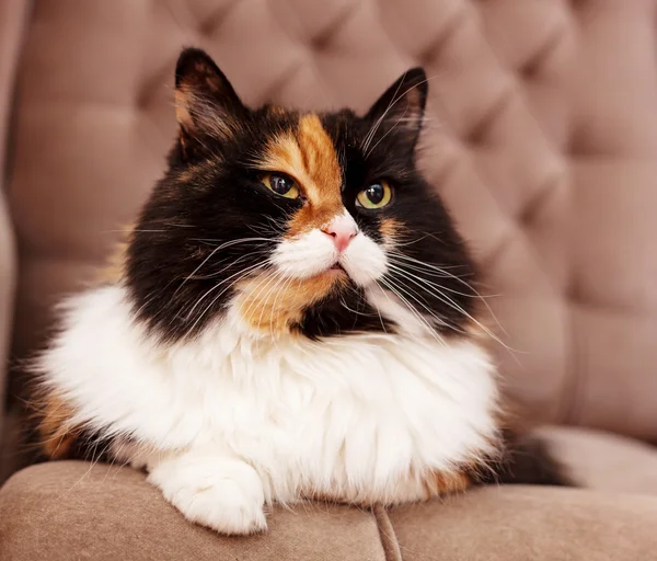 แมวสามสีที่สวยงาม — ภาพถ่ายสต็อก