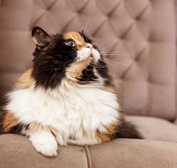 Красивая трехцветная кошка — стоковое фото