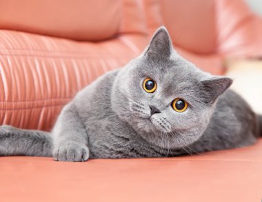 Kırmızı kanepede yatan İngiliz Gri kedi