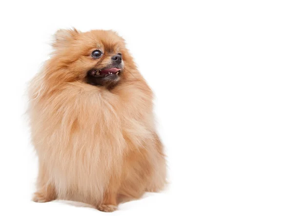 Legrační pomeranian — Stock fotografie