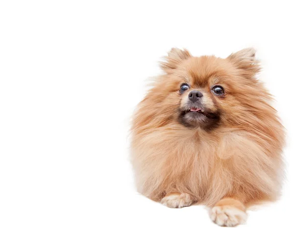 Engraçado pomeranian — Fotografia de Stock