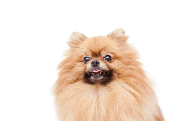 Engraçado pomeranian — Fotografia de Stock