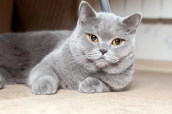 Beautiful british cat — Stock Photo, Image