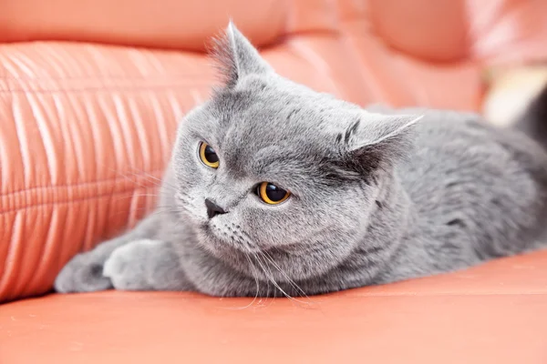 Británico gris gato acostado en un rojo sofá — Foto de Stock