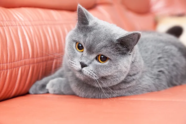 Britse grijze kat liggend op een rode bank — Stockfoto