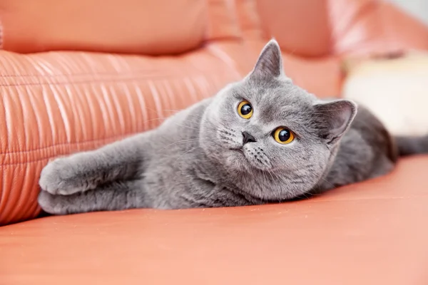 Британский серый кот лежит на красном диване — стоковое фото