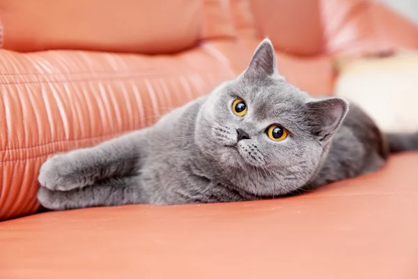 Kırmızı kanepede yatan İngiliz Gri kedi — Stok fotoğraf