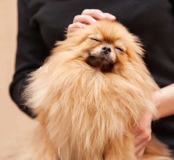 Funny fluffy pomeranian — Stock Photo, Image