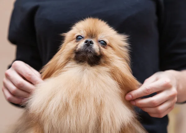 Legrační nadýchané pomeranian — Stock fotografie