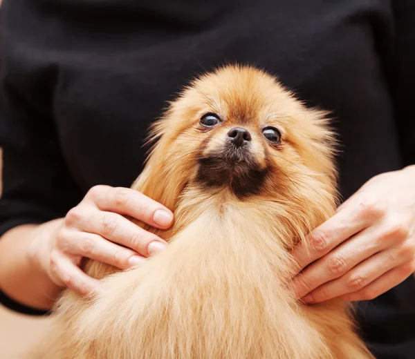 Legrační nadýchané pomeranian — Stock fotografie