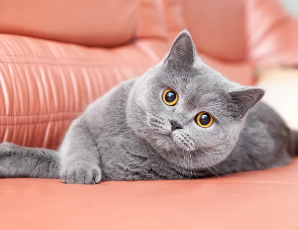 赤いソファで横になっている灰色のイギリスの猫 — ストック写真