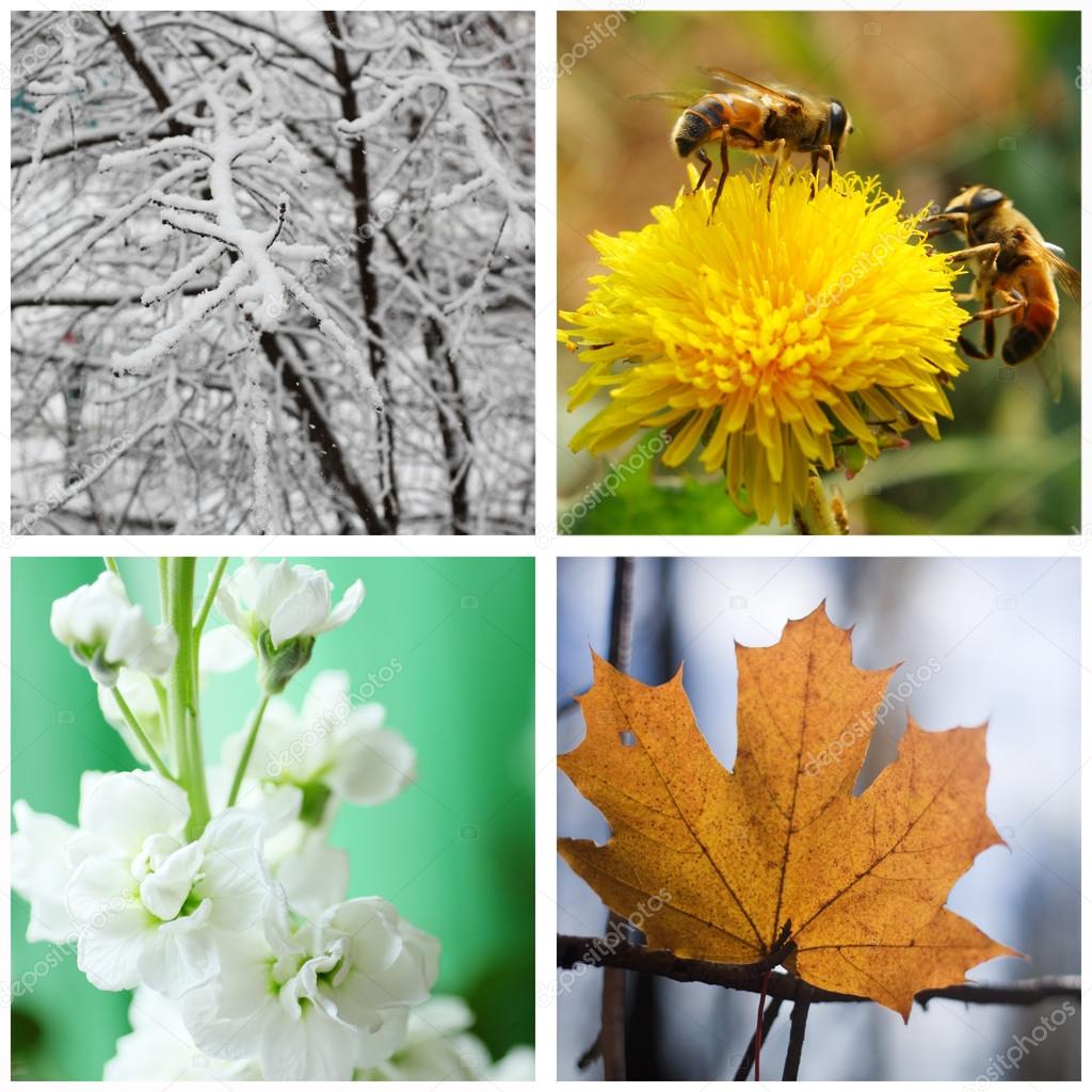 Nature in winter, spring, summer and autumn.Collage.