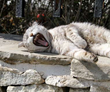 komik Gri kedi yawns