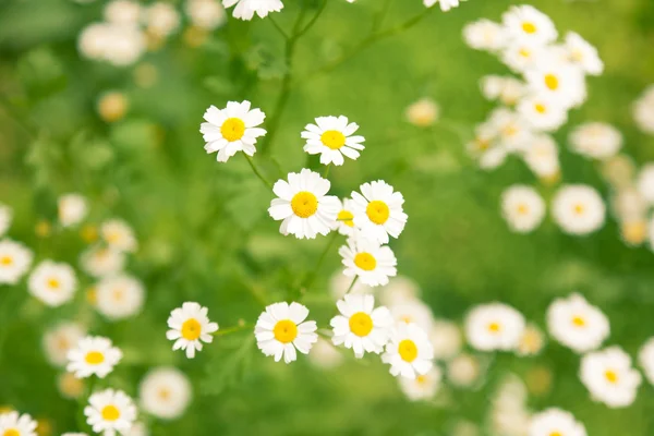 Margaridas em um fundo de grama verde — Fotografia de Stock