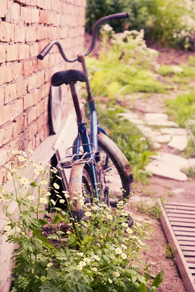 Bush with daisies and old bike — Stock Photo, Image