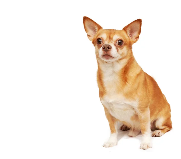 Chihuahua hua hund, isolerad på en vit bakgrund — Stockfoto