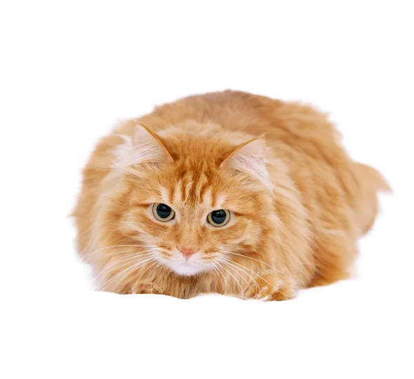 Fluffy red cat isolated on white background — Stock Photo, Image