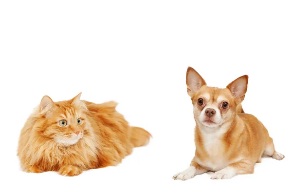 Röd katt och chihuahua hund isolerad på vit bakgrund — Stockfoto