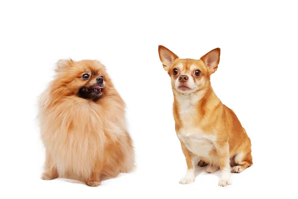 Pomerânia e Chihuahua isolados sobre um fundo branco — Fotografia de Stock