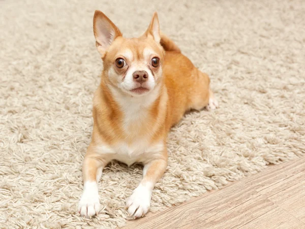 Chihuahua hua cane si siede sul tappeto — Foto Stock