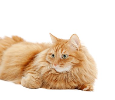 Beyaz arka plan üzerinde izole kabarık kırmızı kedi