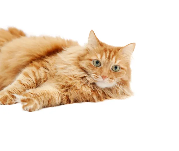 Gato rojo esponjoso aislado sobre fondo blanco — Foto de Stock