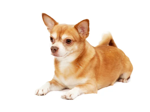 Chihuahua hua dog, isolated on a white background — Stock Photo, Image