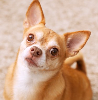 Chihuahua köpek portre. oldukça ciddi köpek.