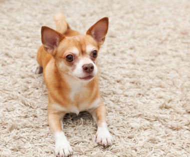 halının üzerine oturan kahverengi chihuahua köpek