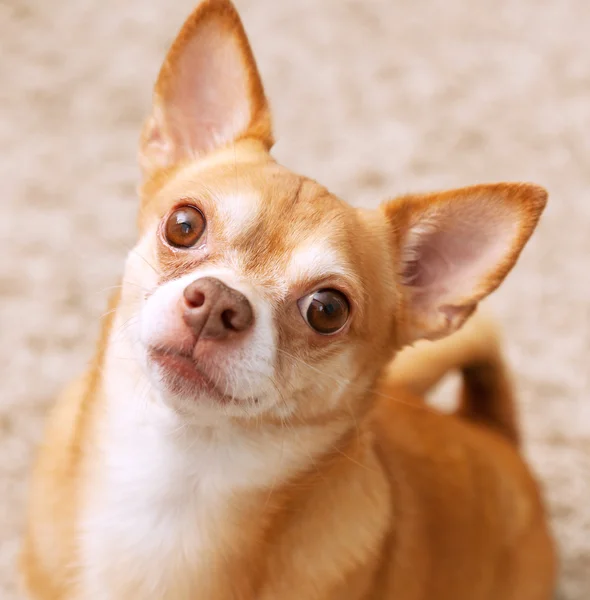 Chihuahua pies portret. pies bardzo poważne. — Zdjęcie stockowe