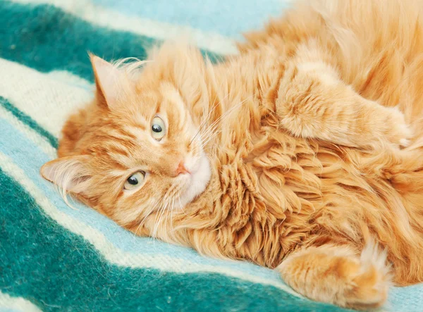 Смешной пушистый рыжий кот лежит на одеяле — стоковое фото