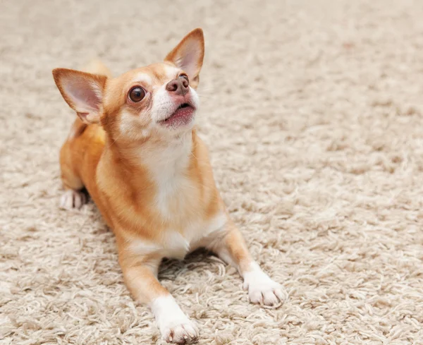 Коричневая чихуахуа-собака сидит на ковре — стоковое фото