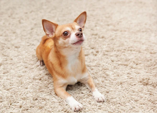 Hnědá čivava pes sedí na koberci — Stock fotografie