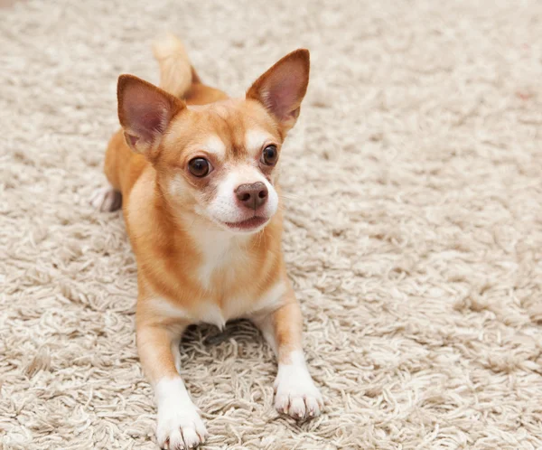 Brun chihuahua hunden sitter på mattan — Stockfoto