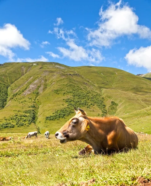 Kuh auf dem Hintergrund von grünen Wiesen und blauem Himmel — Stockfoto