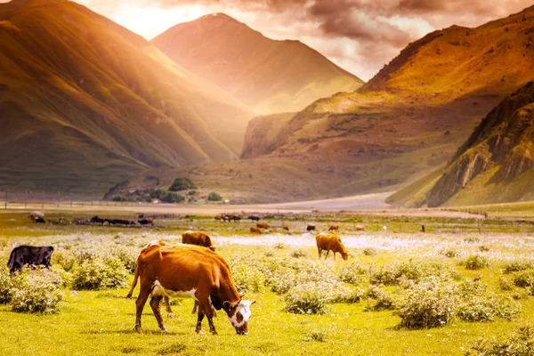 Hjordar av kor som betar på en bakgrund av berg och solnedgång — Stockfoto