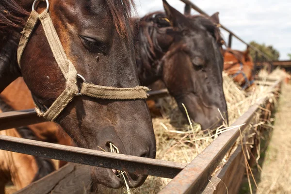 Лошади, стоящие в стойле на ферме и едят — стоковое фото