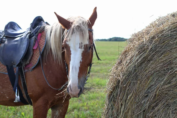 Brun prickig häst äta hö, står bredvid en stack — Stockfoto